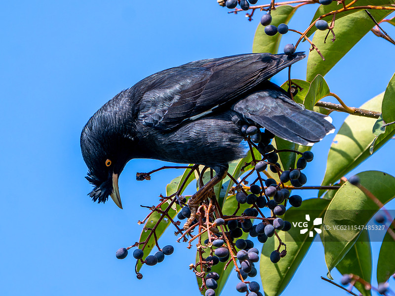 八哥吃女贞树果实图片素材