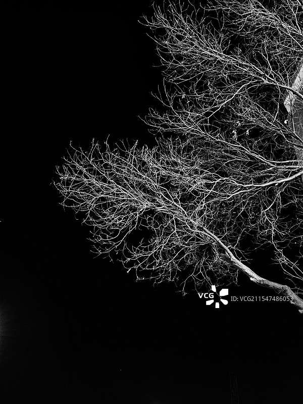 暗夜里的树枝图片素材