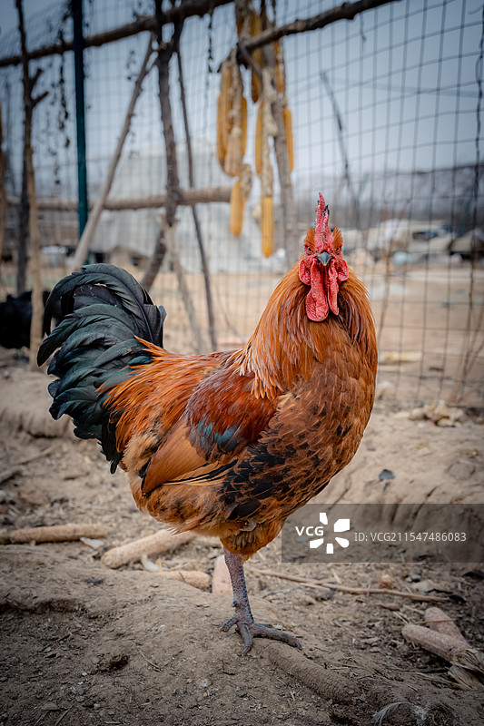 公鸡的正脸图片素材