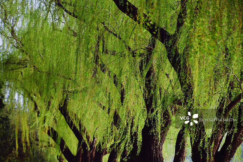 颐和园柳树图片素材