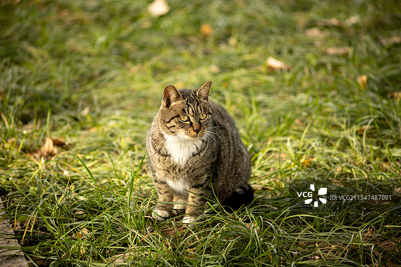 玄武湖狸花猫图片素材