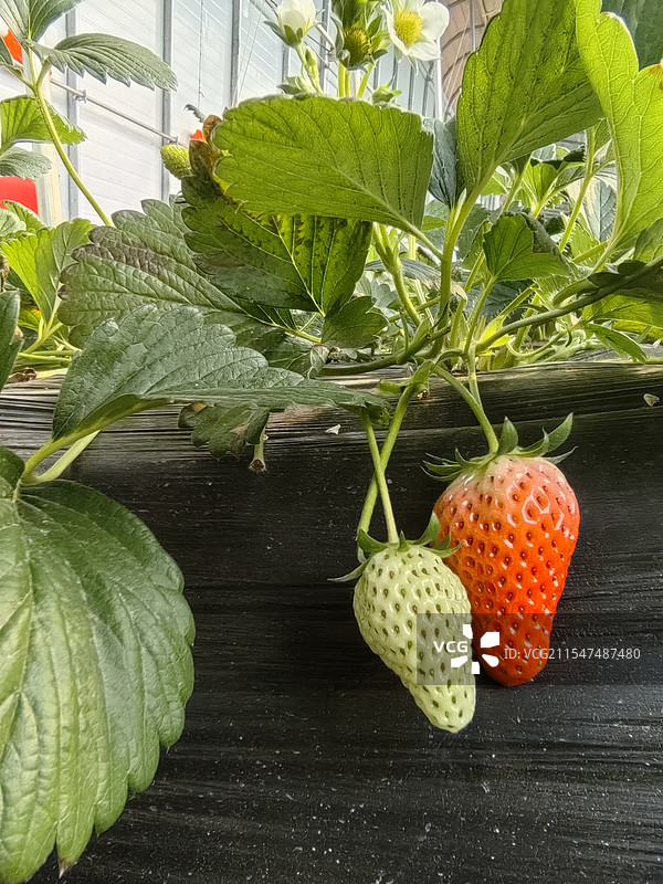 东阿县棚内草莓图片素材