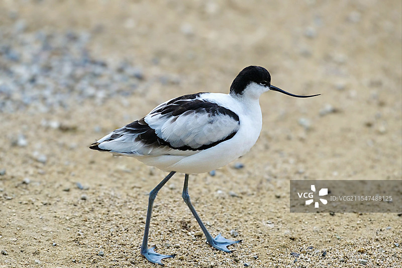 反嘴鹬特写图片素材