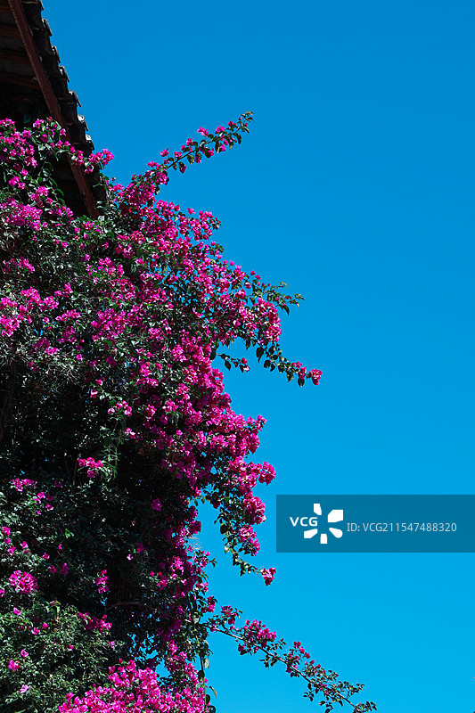 三角梅图片素材