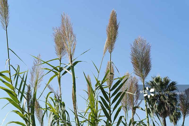 植物的生命力图片素材