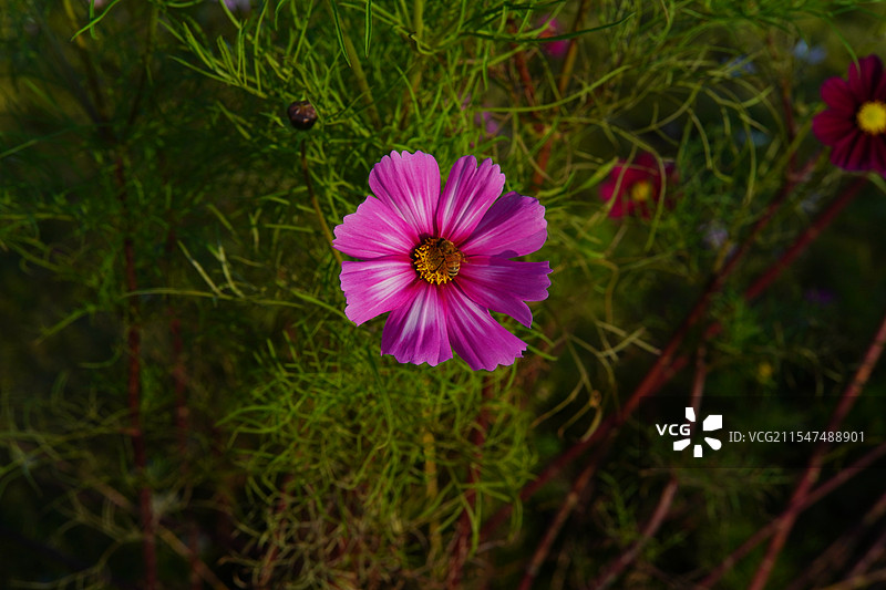 植物的生命力图片素材