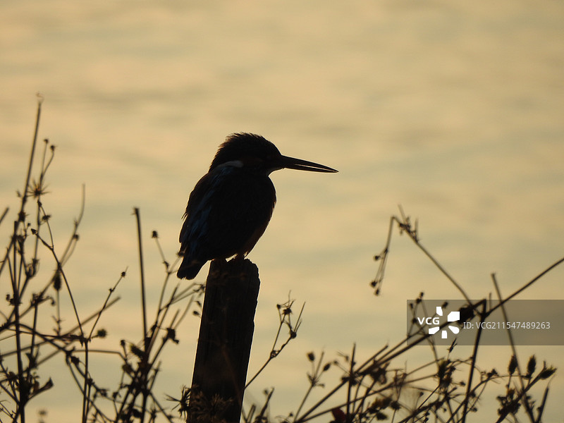 夕阳下的小翠图片素材