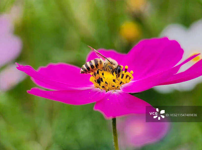 开工大吉图片素材