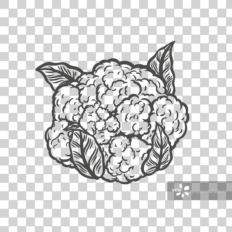 花椰菜线条画风格图片素材