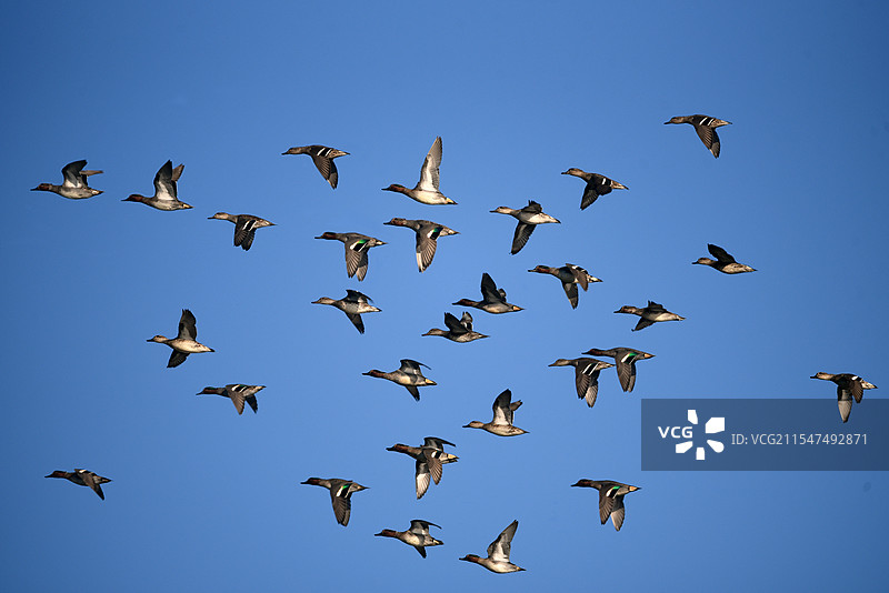 一群鸟图片素材