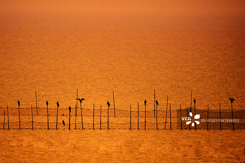 湖面有鸟图片素材