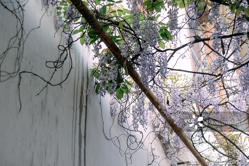 白墙之上盛开的紫藤花图片素材