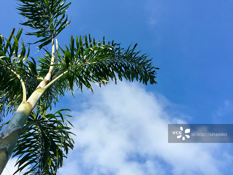 蓝天白云棕榈树图片素材