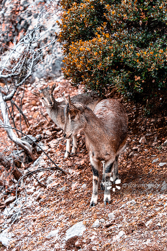 冬季 | 从迪庆到芒康图片素材