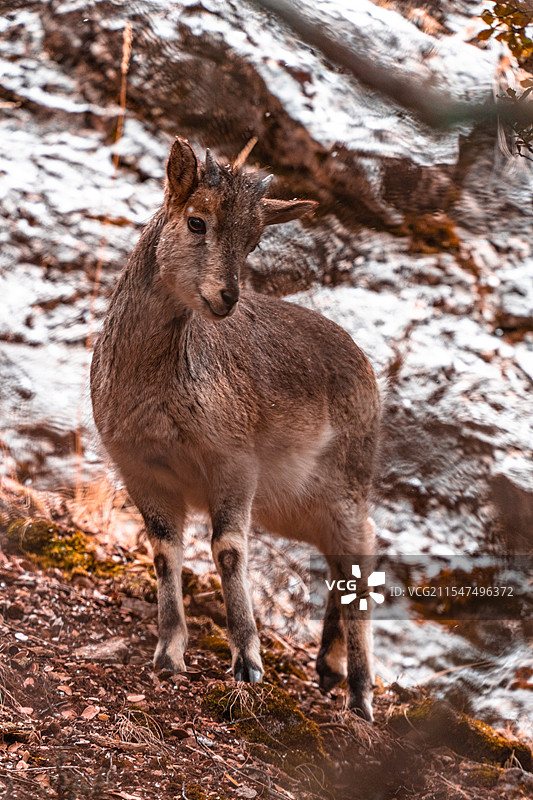 冬季 | 从迪庆到芒康图片素材