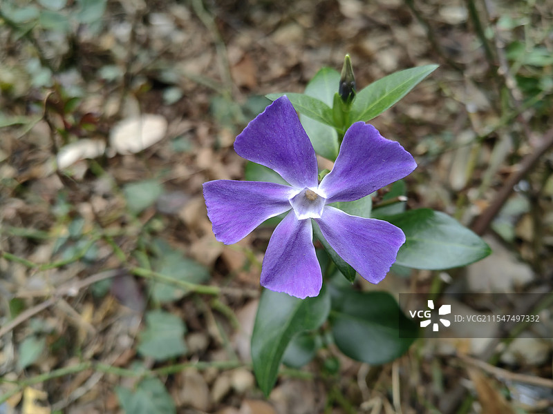 紫色花朵图片素材