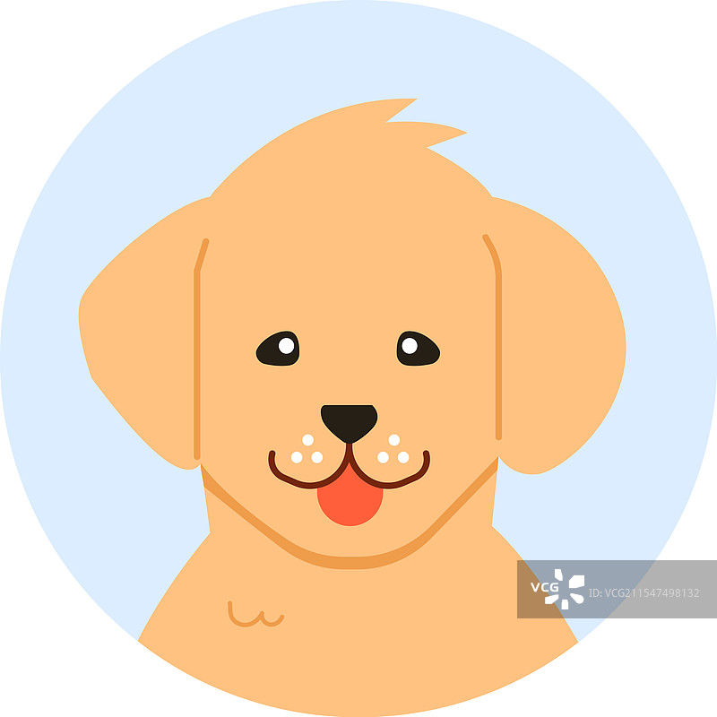 可爱的金毛猎犬小狗伸出舌头图片素材