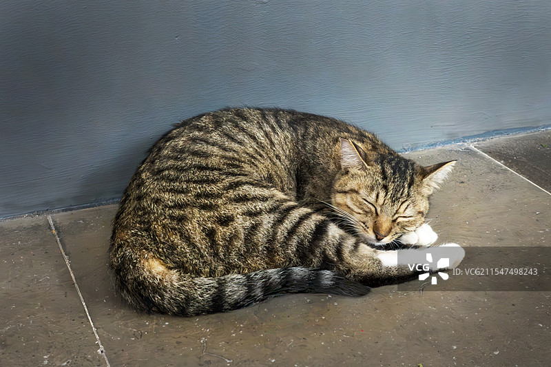 猫睡觉的特写镜头图片素材