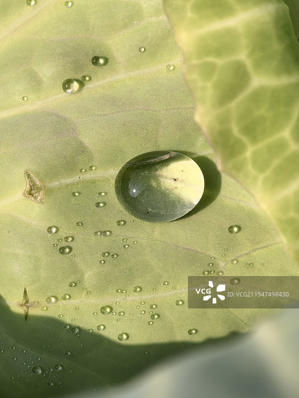 包菜与露珠图片素材