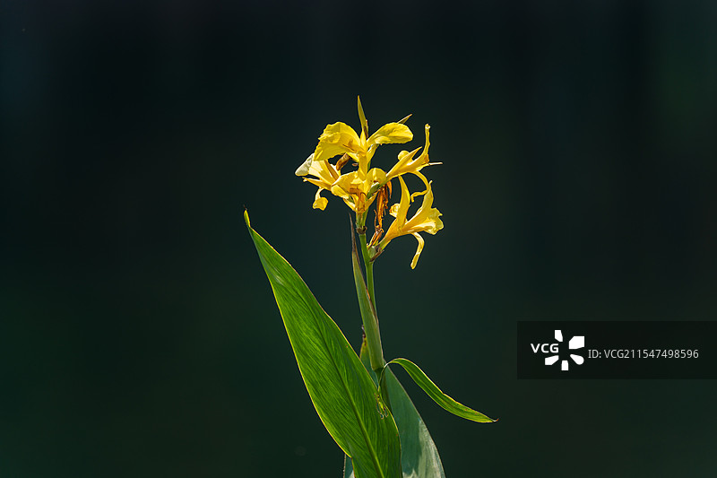 花叶交映：黑色背景下的黄花美人蕉特写图片素材