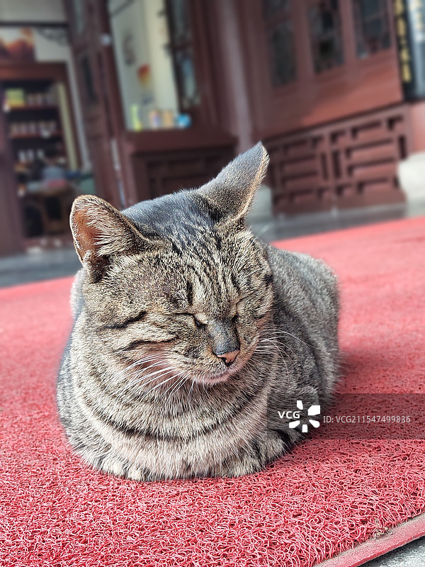 殿前狸花猫图片素材