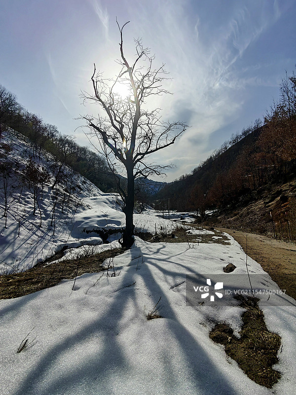 山里孤树图片素材