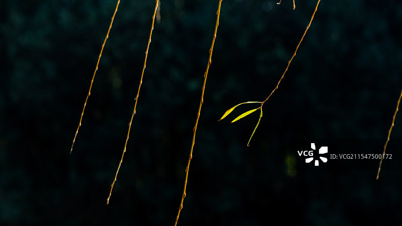 抓：寒风中的三片垂柳黄叶特写镜头图片素材