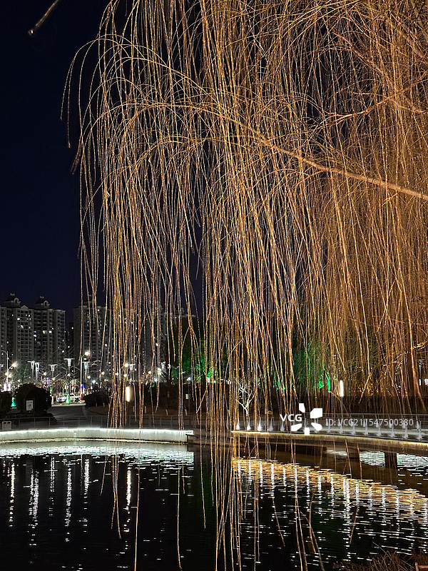 冬季夜晚的垂柳图片素材