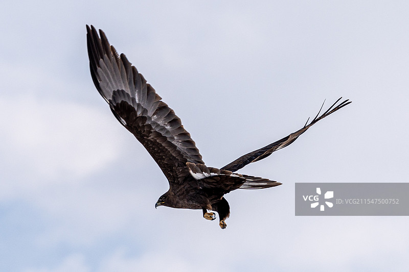 老鹰觅食图片素材