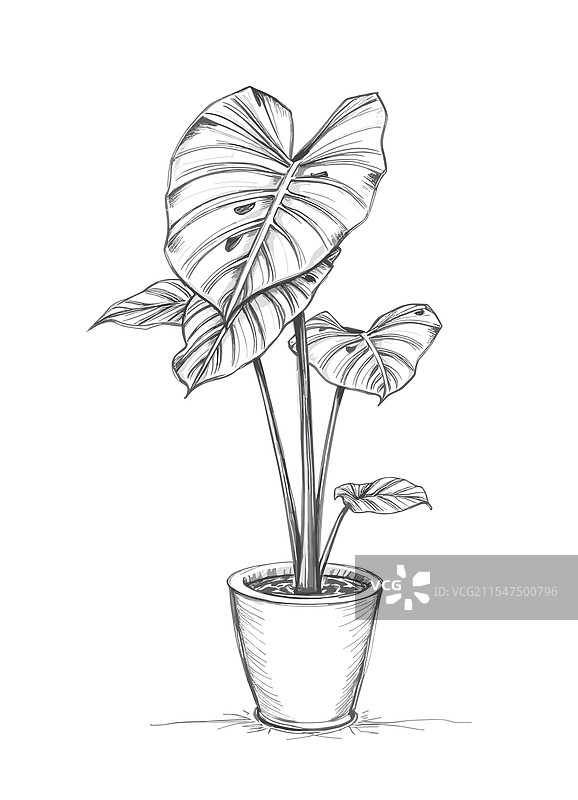 单色铅笔素描的美味龟背竹植物图片素材