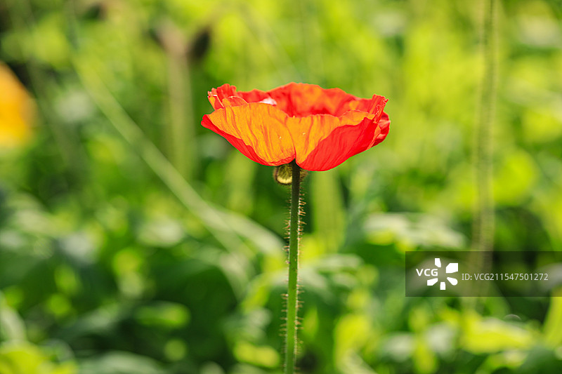 虞美人图片素材