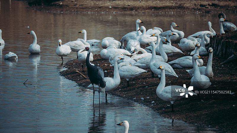 鹤立鹅群图片素材