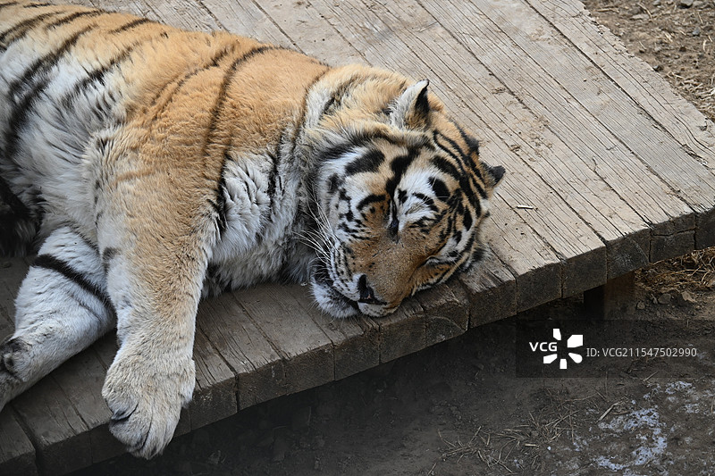 睡觉老虎图片素材