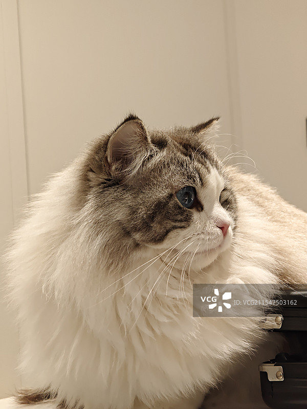 布偶猫图片素材