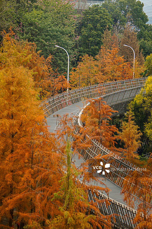 福州 福道水杉局部图片素材