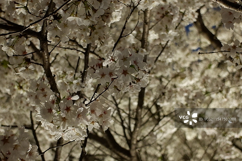 宁波樱花公园的樱花图片素材