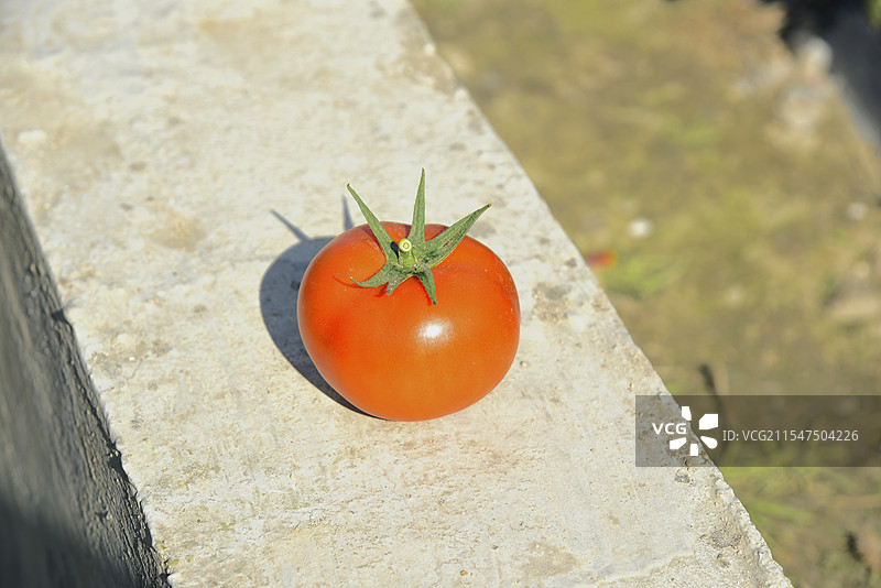 西红柿 番茄图片素材