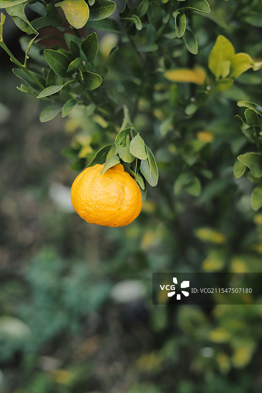 悬挂的橘子图片素材