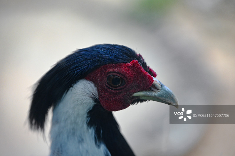 白鹇的头部特写图片素材
