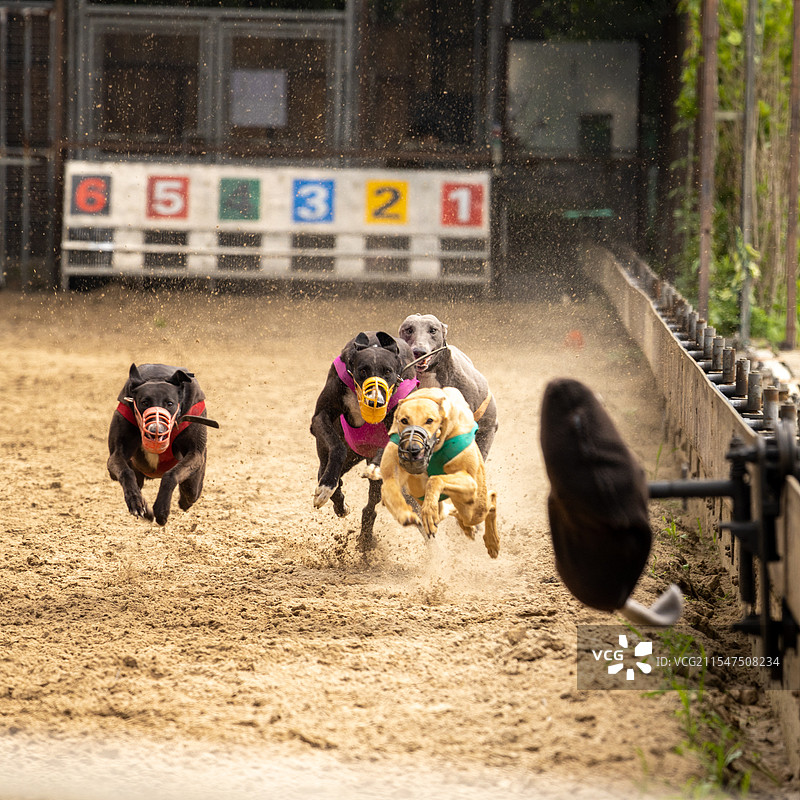 赛狗 dog race图片素材