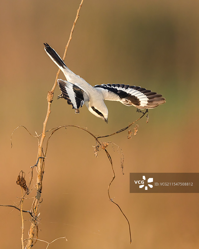 楔尾伯劳图片素材