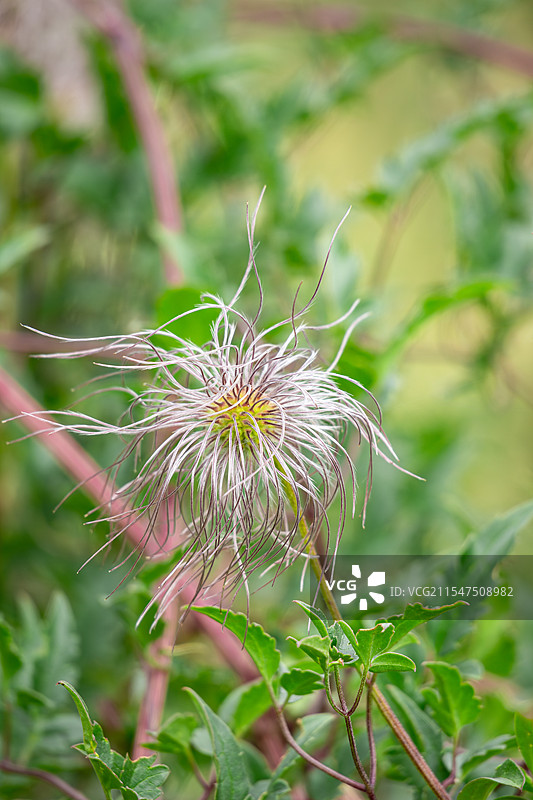甘川铁线莲，拍摄于阿坝州红原县。图片素材