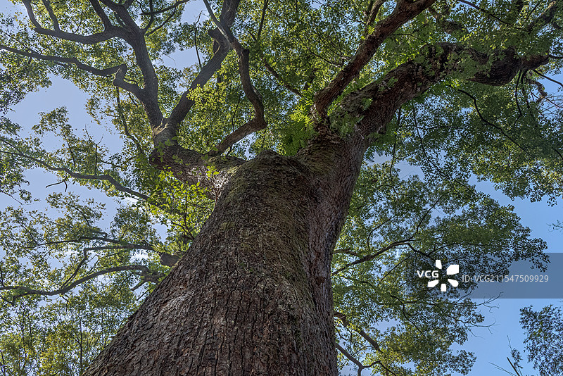 千年古香樟弋阳圭峰景区的奇观，从宋代就已经开始生长了，保存至今图片素材