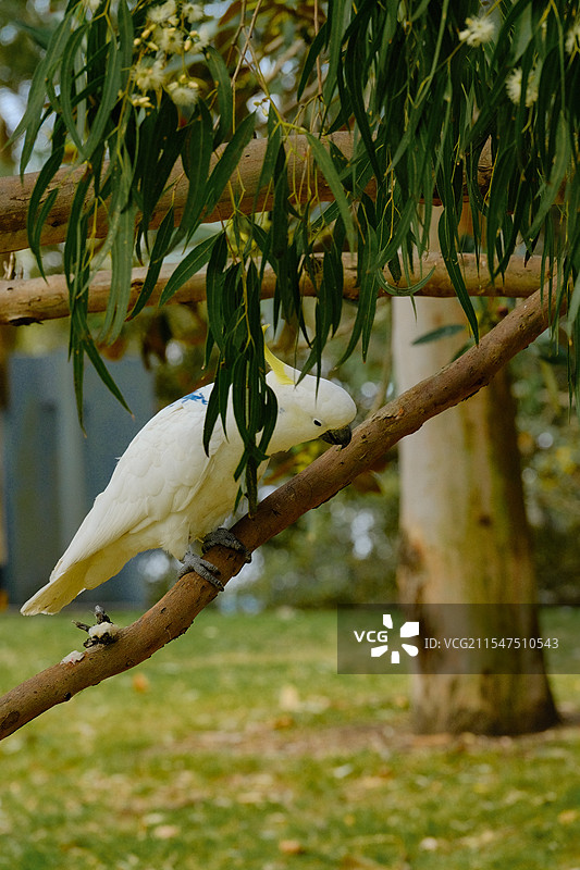 站在枝条上的葵花凤头鹦鹉图片素材