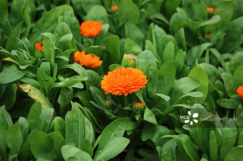 金盏花图片素材