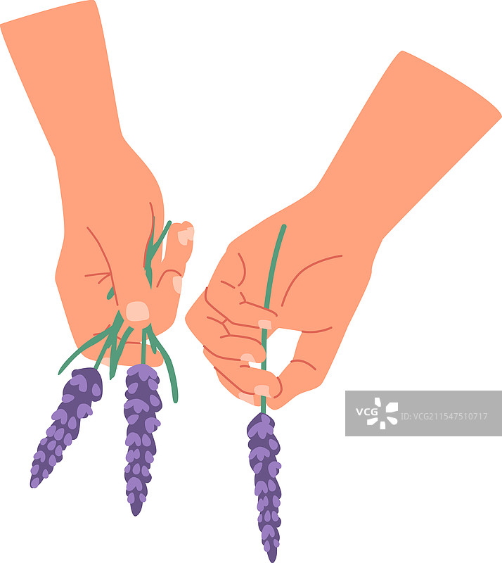 手在采摘薰衣草花朵图片素材