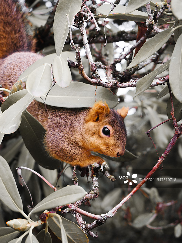 野外小松鼠特写图片素材