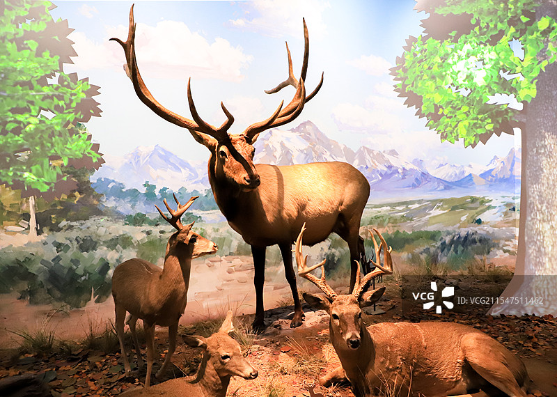 成都大熊猫繁育研究基地的鹿模型图片素材