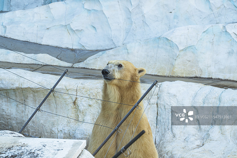 一只北极熊图片素材