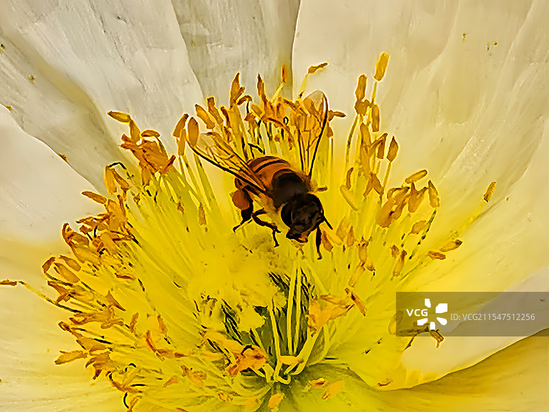 蜂恋花图片素材